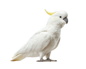 White cockatoo bird with yellow crest standing isolated on transparency background, showing detailed feathers and curious expression in natural light