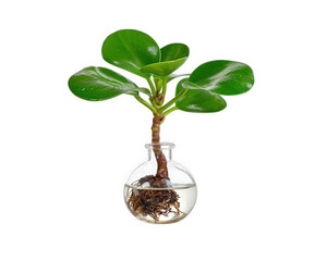 Young green plant with thick leaves growing in transparent round glass vase filled with water, showing roots and stem isolated on transparency background