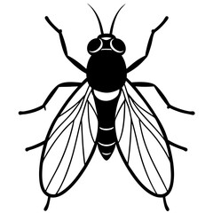 vector illustration of a fly
