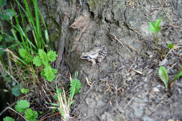 frog in the woods