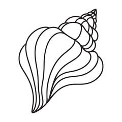 Detailed Seashell Outline Art Capturing Ocean Beauty Illustration