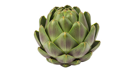 Obraz premium Fresh Artichoke Head CloseUp Against White Background
