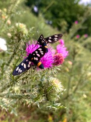 Amata phegea. Onopordum acanthium. Insects on a pink flower. Shrubs. Summer plants. Field plants.