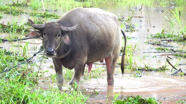 An Indonesian water buffalo rests in a swamp pond. Java
