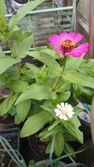 A bright pink paper flower surrounded by rich green foliage of a plant.