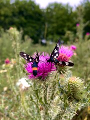 Amata phegea. Onopordum acanthium. Insects on a pink flower. Shrubs. Summer plants. Field plants.