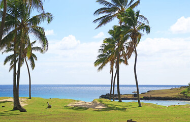 Impressive View of Anakena Beach with Rows of Pam Trees, Pacific Ocean Coast, Easter Island, Chile, South America