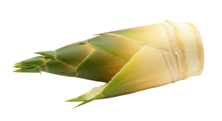 Fresh Bamboo Shoot with Green Tipped Leaves and Creamy White Base.