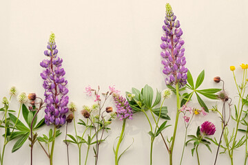 wildflower arrangement, lupine, clover, buttercup, ragged robin on light beige background