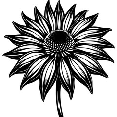 black and white flowers