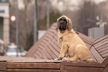An English Mastiff puppy in an urban environment. A beautiful powerful breed of companion dogs
