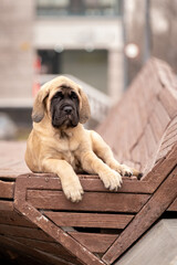 An English Mastiff puppy in an urban environment. A beautiful powerful breed of companion dogs