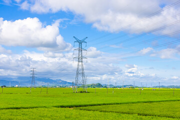 High-voltage power towers in summer green rice fields