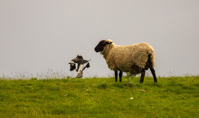 Obraz premium Lapwing birds fighting in a meadow with a sheep grazing on the hill
