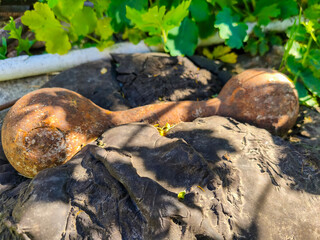 Two old rusty weights are sitting on a rock. The rock is covered in green leaves and has a shadow on it