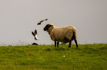 Lapwing birds fighting in a meadow with a sheep grazing on the hill