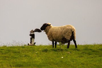 Lapwing birds fighting in a meadow with a sheep grazing on the hill