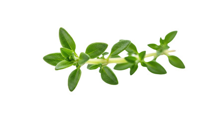 Fresh Detailed Thyme Sprig with Textured Leaves and Green Stems
