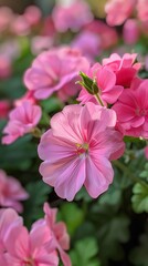 Naklejka premium Delicate Pink Geranium Flowers Blooming in a Lush Garden A Close Up View of Nature's Beauty