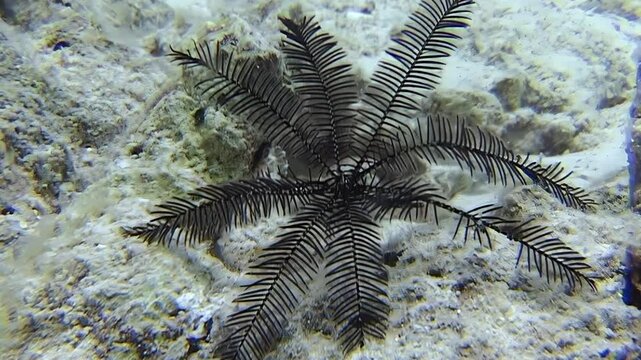 In captivating depths of Red Sea, intricate beauty of sea lilies unfolds. Watch as these stunning echinoderms gracefully sway with current, showcasing their delicate fronds against sandy backdrop.