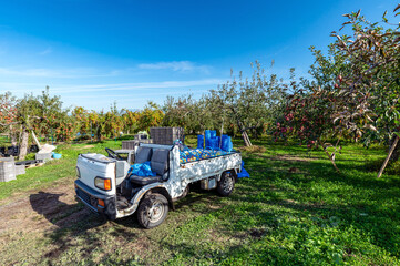 【青森県弘前市りんご】津軽の秋、りんご園は収穫中