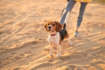 A beagle dog on a leash enjoying a walk with its owner outdoors on a sandy path at sunset, evoking...
