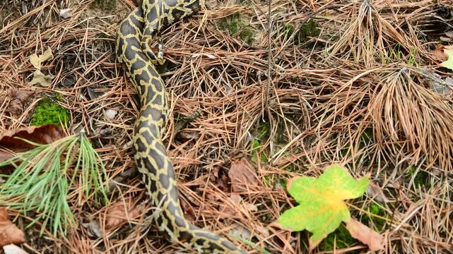 royal python close up with skin texture. snake python on rocks and on ground surface
