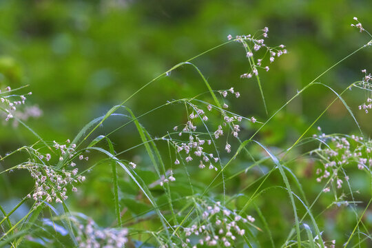 Luzula sylvatica, commonly known as greater wood-rush or great wood-rush in beech forest