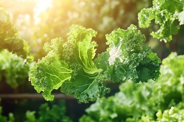 fresh green lettuce
