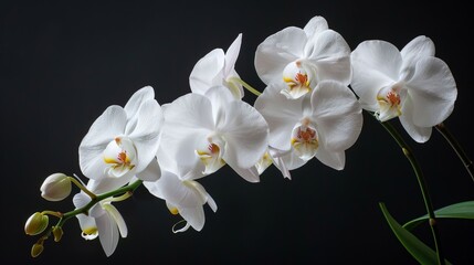 Obraz premium Elegant White Phalaenopsis Orchids Blooming Gracefully Against a Dark Background
