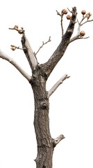A bare, weathered tree trunk with branches and dried fruit.