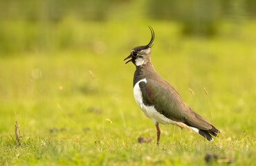 Close up of a lapwing bird standing in a green pasture
