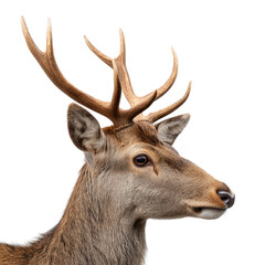Fototapeta premium Majestic deer with large antlers standing in a serene forest during the golden hour light Transparent background or png