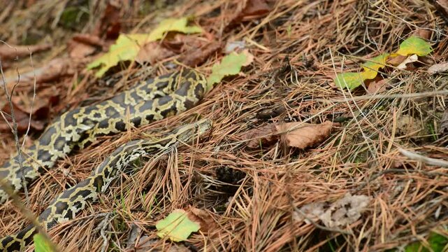 royal python close up with skin texture. snake python on rocks and on ground surface
