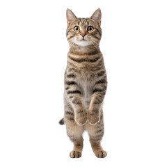 Fototapeta premium Playful Brown Tabby Cat Standing Upright with Curiosity and Charm in a Bright and Clean Environment Transparent background or png