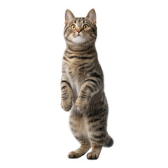 Playful Domestic Cat Standing Upright with Curious Expression and Beautiful Stripes in Bright Studio Light Transparent background or png