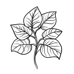 Black line drawing of silver pothos leaves on white background  