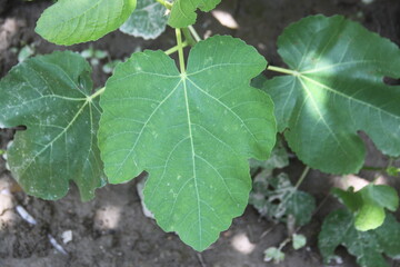 Close-up of a fig leaf (Ficus carica) against a blurred green background, showcasing intricate vein patterns.