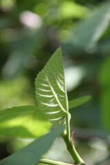 Close-up of a fig leaf (Ficus carica) against a blurred green background, showcasing intricate vein patterns.