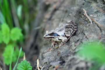 frog on the tree