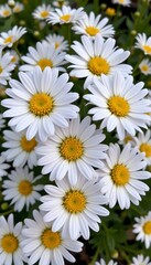 Fototapeta premium daisies message: insert your message here, optimize for photo use.
