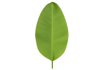 Bright green banana leaf displaying lush foliage and delicate venation pattern against transparent backdrop
