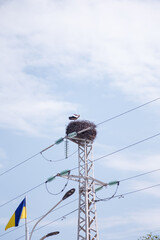 Stork in nest on electricity pole, Ukrainian flag in blue sky. Bird nesting on electricity...