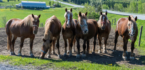 A funny picture of a group of Belgium horses