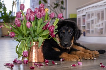 A Hovawart puppy at home. The dog lies next to a vase of tulips.