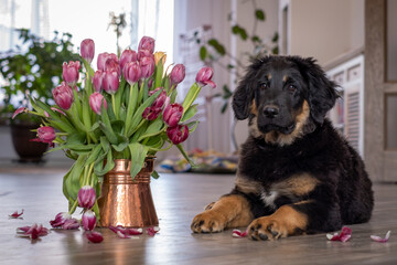 A Hovawart puppy at home. The dog lies next to a vase of tulips.