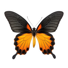 Vibrant Butterfly with Black Wings and Orange Body on White Background Displaying Nature's Beauty and Detail Transparent background or png