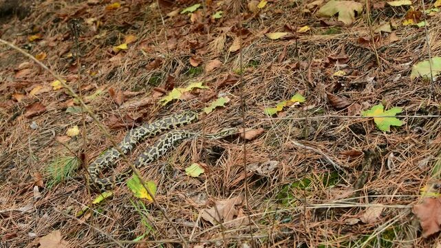 royal python close up with skin texture. snake python on rocks and on ground surface