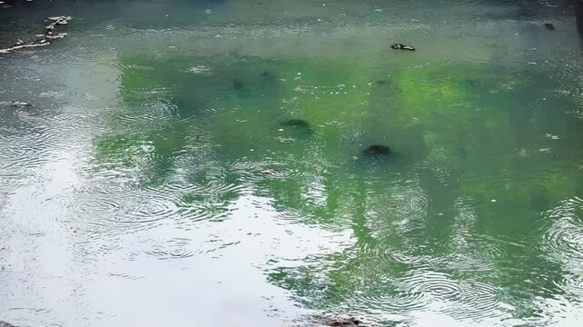 Guppy fish have multiplied en masse in the sedimentation fields of eutrophicated fecal waters where there are many mosquito larvae.