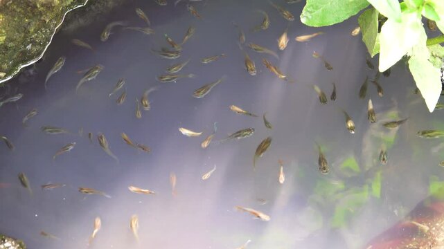 Guppy fish have multiplied en masse in the sedimentation fields of eutrophicated fecal waters where there are many mosquito larvae.
